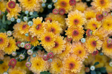 Fototapeta na wymiar Autumn chrysanthemums in warm colors: yellow, orange and red in the national botanical garden in Kyiv in Ukraine, close up macro, golden hour