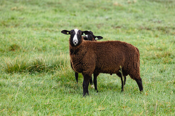 Obraz premium Brown sheep in the typical dutch landscape