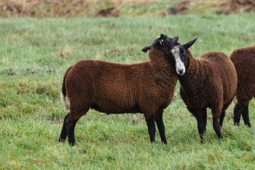 Brown sheep in the typical dutch landscape
