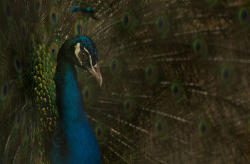 Obraz premium Elegant male peacock