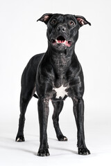 Beautiful black American Pitbull Terrier female with smiling stands in show stacking on white background. Funny face expression, copy space.