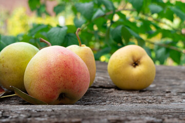 ripe juicy pears lie on an old wooden table