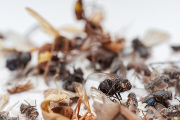 Dead dried insects flies and wild wasps on a white background. Insects from a street lamp