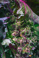 Kalette, kale sprouts or flower sprouts growing in vegetable garden