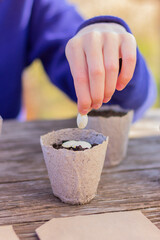 close-up hand put pumpkin seeds in a pot with soil, early sowing seeds. spring planting organic products, gardening, agriculture, farming.