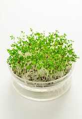 Growing microgreens and cress in glass seed tray