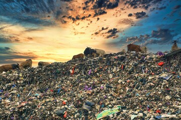 Cows that live in landfills
