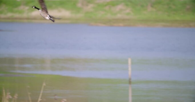 Canada Goose Branta canadensis taking flight wetland migratory species UK
