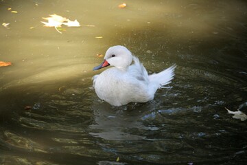 Canard blanc