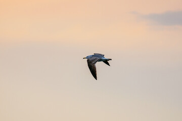 bird