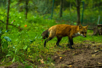 Fototapeta premium Rotfuchs
