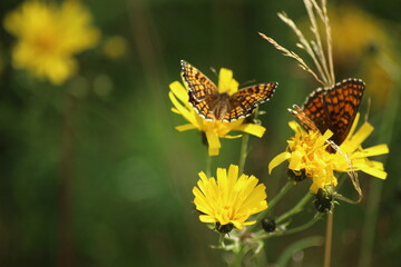 butterfly on yellow flower