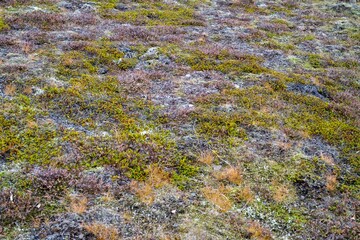 Herbstlich gefärbte Moose und Flechten auf der Halbinsel Geldinganes bei Reykjavik