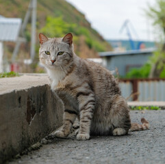 cat on street