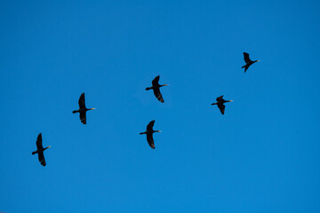 Swarm od Phalacrocorax birds flying in blue sky, nature and wild life
