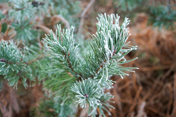 Close up of frost covered pine needles in winter 
