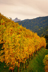 Naklejka premium Autumn beautyfull and colored with wine