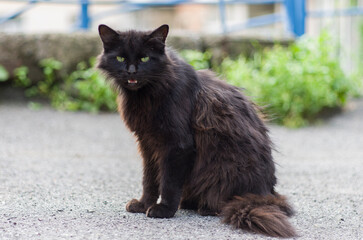 cat