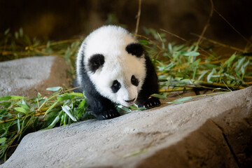 Young five month old panda cub eating its first bamboo leaves