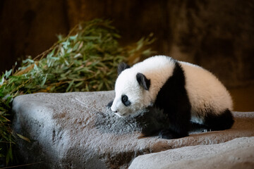 Fototapeta premium Cute five months old panda cub standing on a rock at the zoo