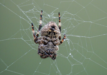 spider