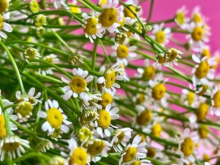 flowers in the garden