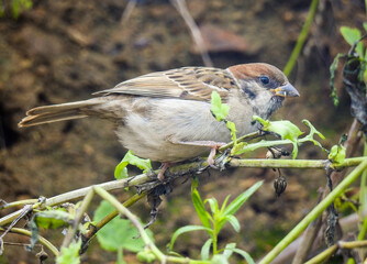 sparrow on a branch