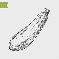 Black and white engraved zucchini. Vector illustration