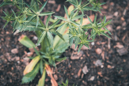 Filtered image flowering culantro recao (Eryngium foetidum) plant with green seed pods end of the stems at organic backyard garden near Dallas, Texas