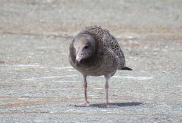 seagull
