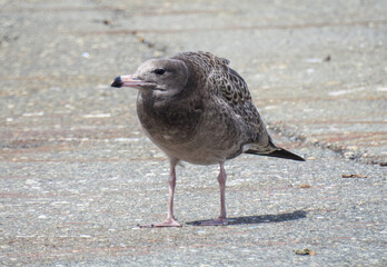 seagull