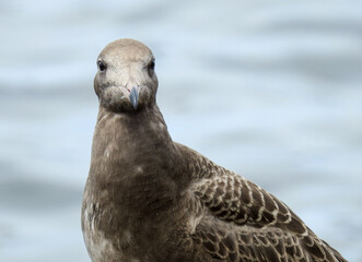 seagull