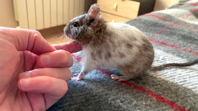 Human hand strokes chilean squirrel degu sitting on bed.