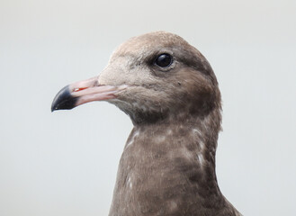seagull