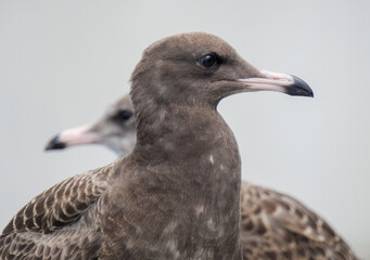 seagull