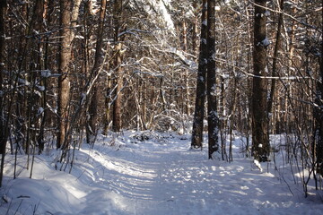 Winter forest. The path passes through the forest covered with snow. Russia