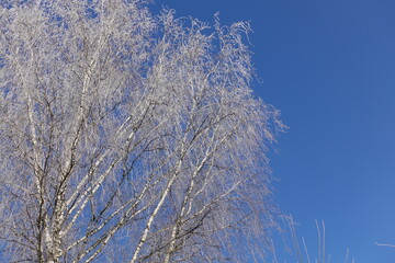 Trees covered in snow against a blue sky.