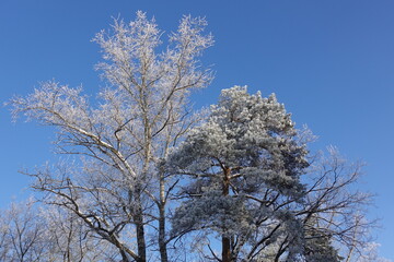 Trees covered in snow against a blue sky.