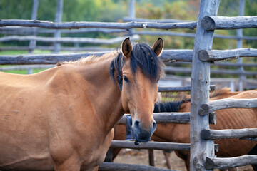 Beautiful brown horse in a wooden paddock on a farm. The Concept Of Farming, Horse Breeding, Agriculture