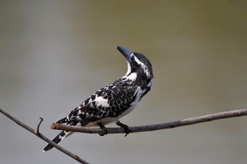 Pied Kingfisher black long pointed mouth The head has a short crest, black eye stripes, white eyebrows, black and white hair alternately striped. When flying, the wings have large white stripes.