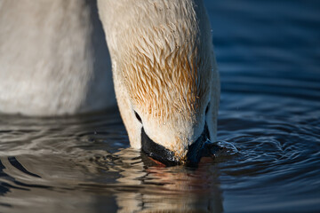 Close-up of a white swan