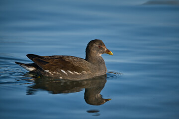 Moorhen foraging on the lake shore