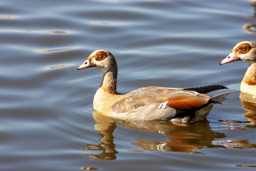 Egyptian goose