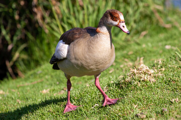 Egyptian goose on the grass