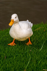 White duck