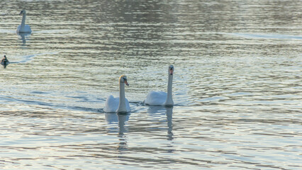 A pair of mute swans, Cygnus olor, on a winter city river. A pair of swans is a symbol and allegory of fidelity.