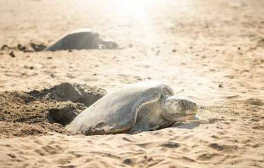 turtle on the beach waiting to lay eggs