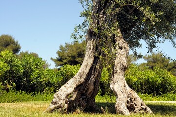 geteilter Olivenbaum
