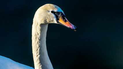 Portrait of white swan. White swan with orange beak in winter river. Wild beauty background. Space for text.
