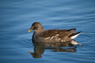 Moorhen foraging on the lake shore